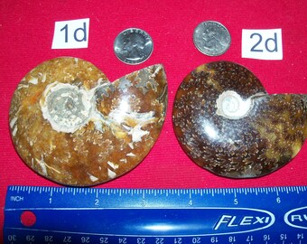 Large polished fossil ammonite. Pick your choice