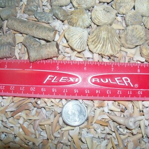 10 fossil shark teeth 10 fossil brachiopods and 10 fossil crinoid stems per lot C to B grade shark teeth