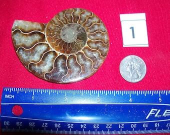 May include: A fossilized ammonite with a brown and white spiral shell pattern. The ammonite is about 3 inches in diameter and is next to a ruler and a quarter for scale.