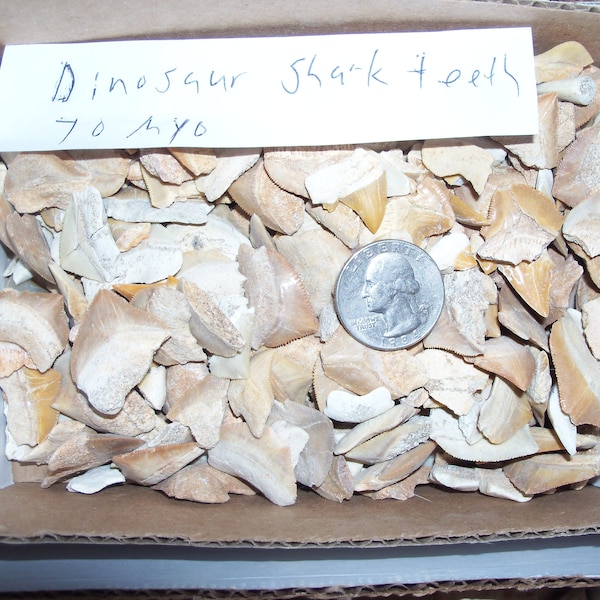 1 real dinosaur fossil shark teeth per lot. Over 65 million years old