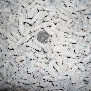 1/4 pound lbs of real fossil coral per lot. About 42 fossil coral per lot. 359 to 416 million years old