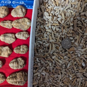 100 C grade fossil shark teeth and 1 medium large size fossil trilobite per lot.