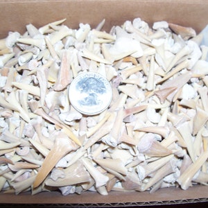 100 real fossil shark teeth per lot