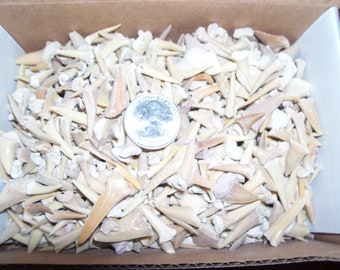 10 fossil shark teeth per lot