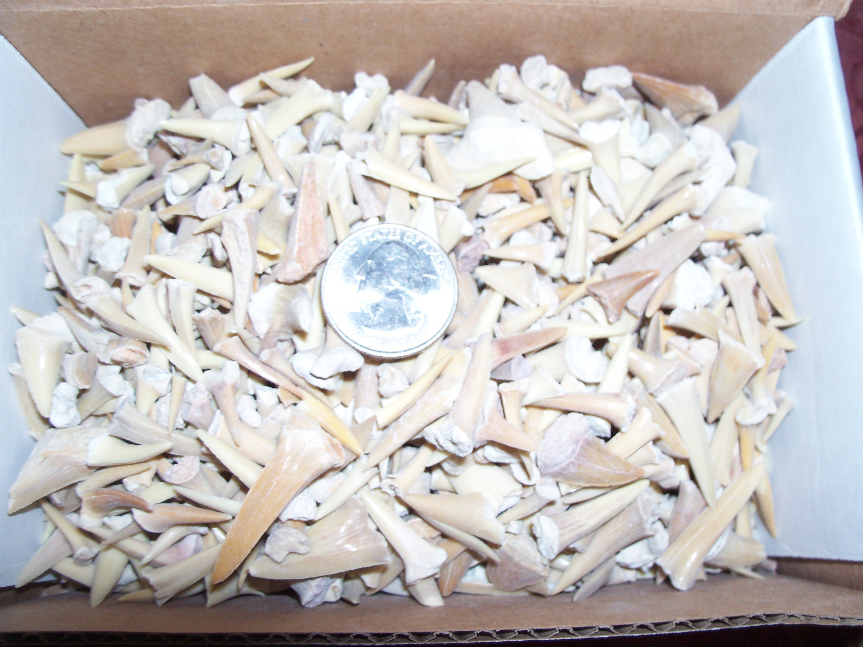 100 real fossil shark teeth per lot