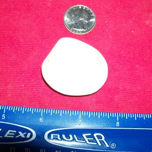 1 real polished sea shell