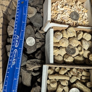May include: Three boxes filled with different types of fossils. The top box contains a collection of small, white shark teeth. The middle box contains a collection of brown, fossilized seashells. The bottom box contains a collection of brown, fossilized coral. A ruler is visible on the left side of the image.