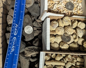 1/4 pound lb of fossil bones. Plus fossil shark teeth, crinoid  stems, and brachiopods.
