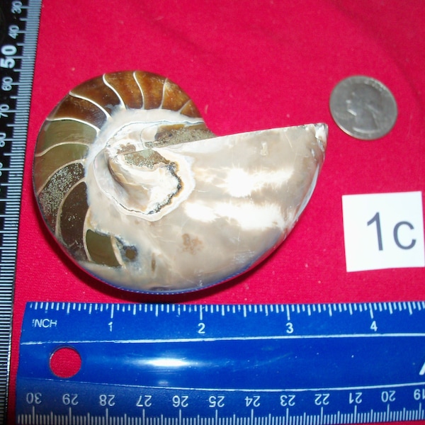 nautilus ammonite fossil polished rare real. Pick your choice