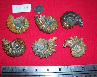 1 real rare polished goat horn fossil ammonite per lot