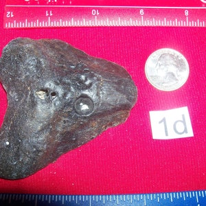 Large Megalodon fossil shark tooth of your choice before it is gone
