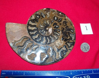 May include: A fossilized ammonite with a black and brown spiral shell. The ammonite is about 5 inches in diameter and is on a red surface.