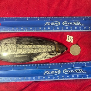 Giant Orthoceras fossil polished. Pick your choice.