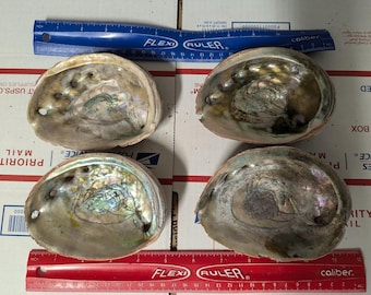 Abalone shell large 5 inches wide B grade Abalone. Farm raised in Oregon
