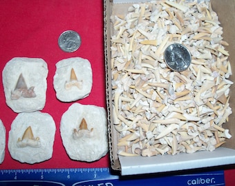 100 fossil shark teeth and 1 fossil shark tooth in matrix