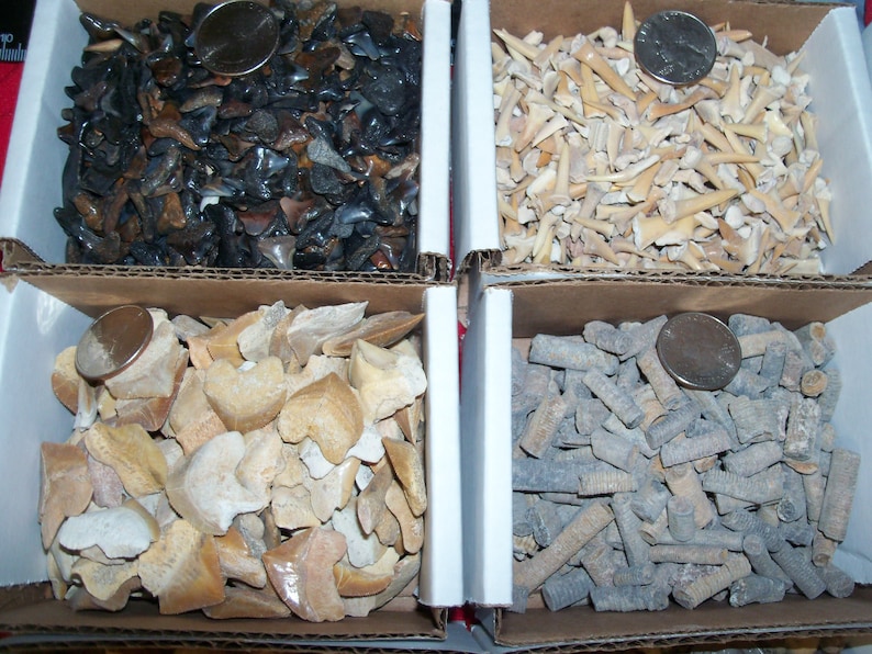 100 fossils per lot. Large ammonite, shark teeth, dino tooth, croinoid stem, small ammonite, gastropod, stingray, sea snail image 5