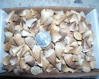 1 Mosasaur dinosaur fossil shark tooth per lot. 70 million years old Mosasaurus