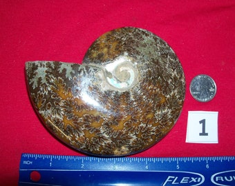 1 giant polished fossil ammonite per lot. Pick your choice