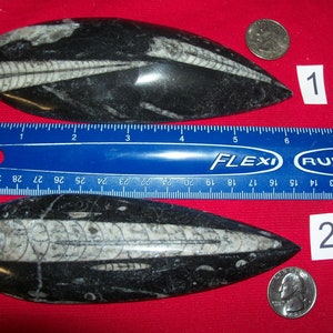 Giant Orthoceras fossil polished. Pick your choice.