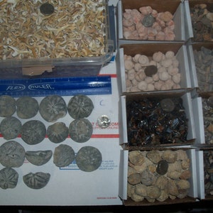 May include: A collection of various fossilized sea creatures in small boxes. The boxes are arranged in rows and contain different types of fossils, including sand dollars, sea urchins, and shells.