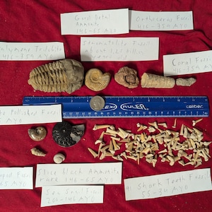 100 fossils per lot. 91 C shark teeth, Large Trilobite Slice Ammonite Polished Ammonite Stromatolite, Coral Gastropod Sea snail Orthoceras.
