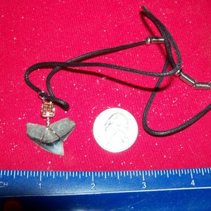 One  large fossil shark tooth necklace