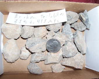 1/4 pound of real broken fossil trilobites per lot. About 3 trilobites per lot. 359 to 415 million years old.