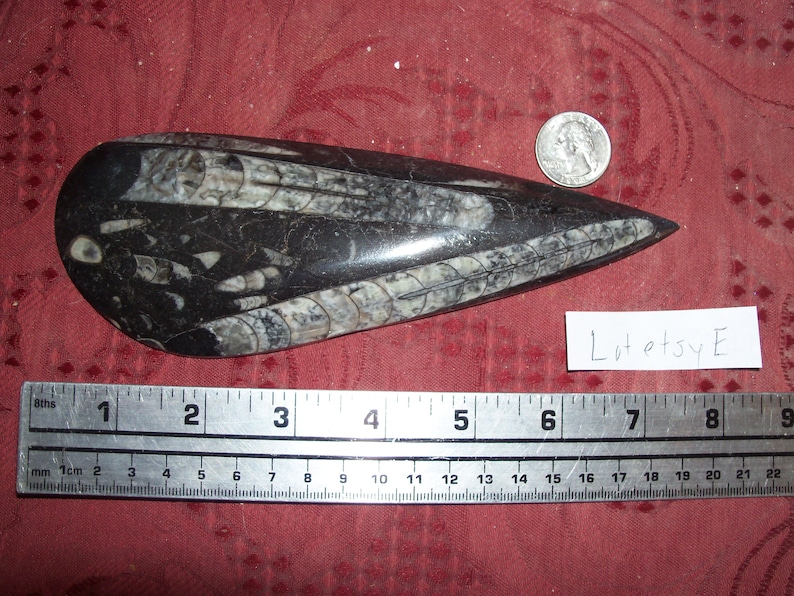 1 real large size polished fossil orthoceras Almost 8 inches long.