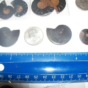 May include: A collection of black and iridescent ammonite fossils of varying sizes, measured against a ruler. The fossils are arranged on a white surface.