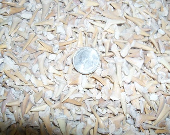 50 real fossil shark teeth per lot C to B grade