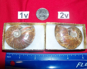 Fossil ammonite polished in cotton filled box. Pick your choice before it is gone.