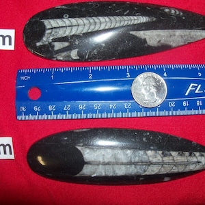Giant Orthoceras fossil polished. Pick your choice.