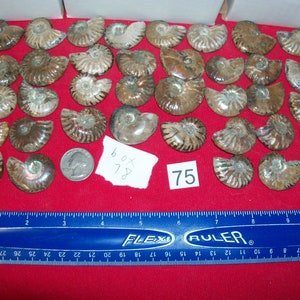 100 fossils per lot. Large ammonite, shark teeth, dino tooth, croinoid stem, small ammonite, gastropod, stingray, sea snail image 2