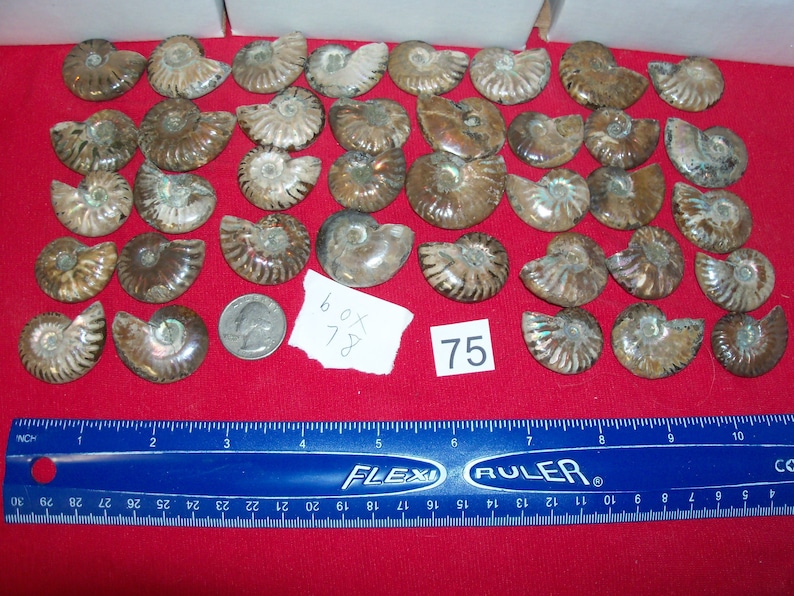 100 fossils per lot. Large ammonite, shark teeth, dino tooth, croinoid stem, small ammonite, gastropod, stingray, sea snail image 2