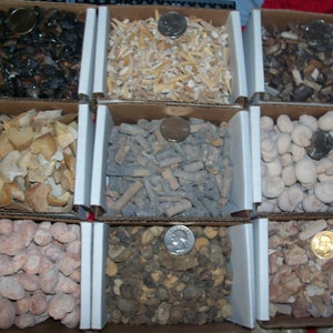 100 fossils per lot. Large ammonite, shark teeth, dino tooth, croinoid stem, small ammonite, gastropod, stingray, sea snail image 4
