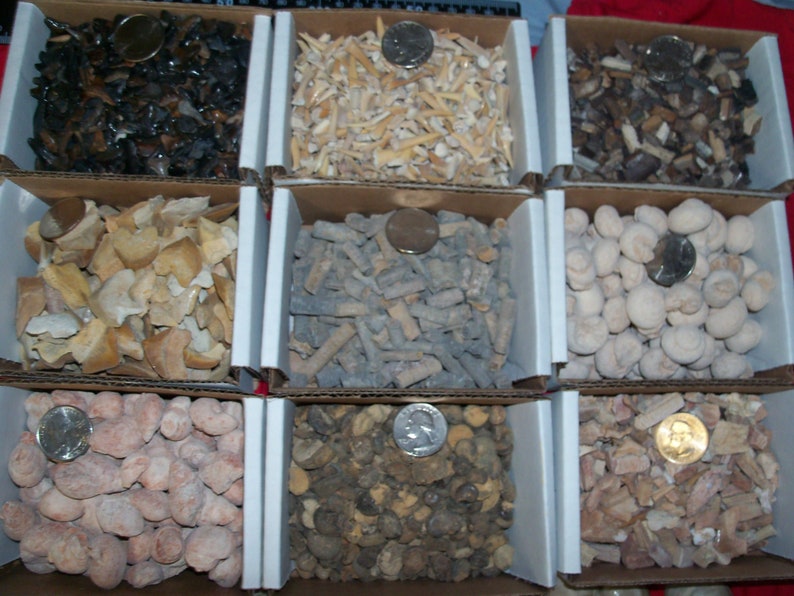 100 fossils per lot. Large ammonite, shark teeth, dino tooth, croinoid stem, small ammonite, gastropod, stingray, sea snail image 4