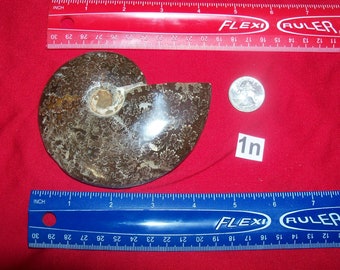 1 large fossil ammonite polished per lot. Pick your choice before it is gone.