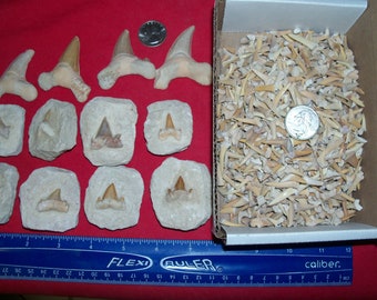 100 fossil shark teeth 1 Large fossil Otodus shark tooth and 1 fossil shark tooth in matrix