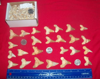 100 fossil shark teeth per lot.  Large Otodus shark tooth and 99 lite c grade grade brown shark teeth