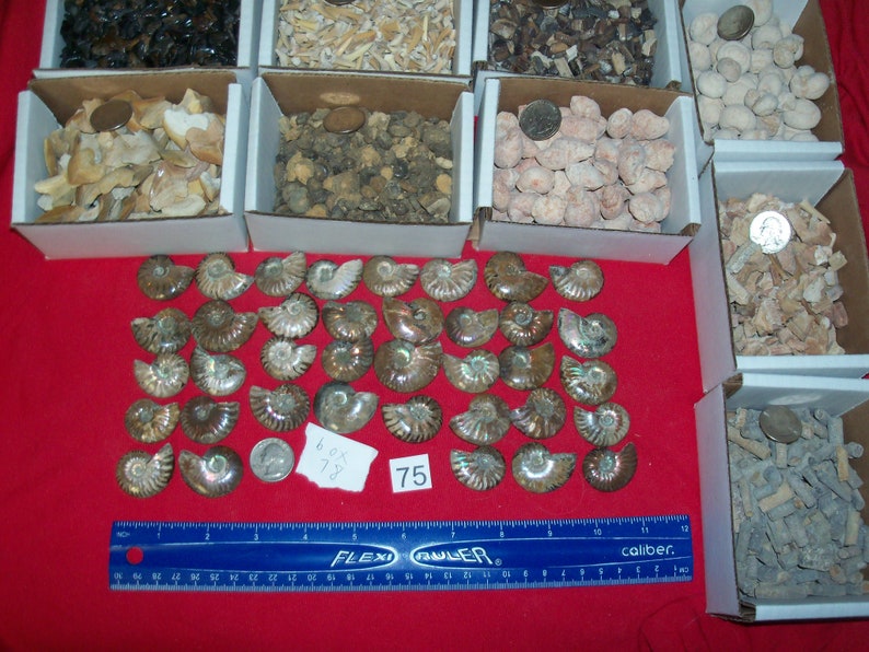 100 fossils per lot. Large ammonite, shark teeth, dino tooth, croinoid stem, small ammonite, gastropod, stingray, sea snail image 1