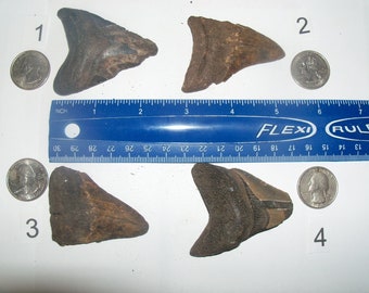 Large Megalodon fossil shark tooth of your choice before it is gone. 2 to 2.5 inches