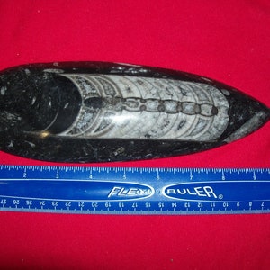 Giant Orthoceras fossil polished. Pick your choice.