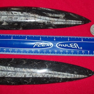 Giant Orthoceras fossil polished. Pick your choice.