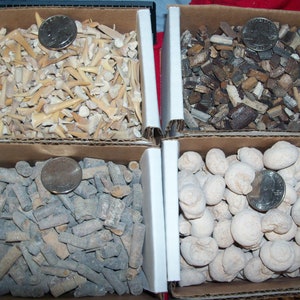 100 fossils per lot. Large ammonite, shark teeth, dino tooth, croinoid stem, small ammonite, gastropod, stingray, sea snail image 6