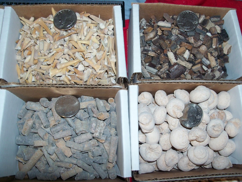 100 fossils per lot. Large ammonite, shark teeth, dino tooth, croinoid stem, small ammonite, gastropod, stingray, sea snail image 6