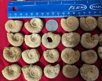 1 good detail ammonite fossil