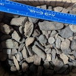Fossil Bones