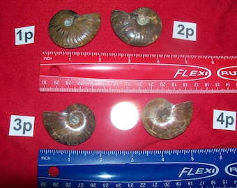 1 large fossil ammonite polished per lot. Pick your choice before it is gone.