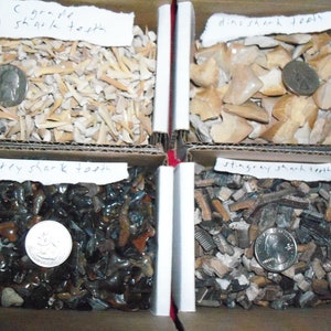 100 real fossil shark teeth per lot.  lite brown, dinosaur, grey, and stingray