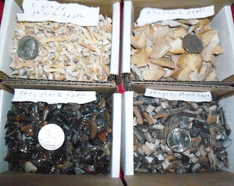 100 real fossil shark teeth per lot.  lite brown, dinosaur, grey, and stingray